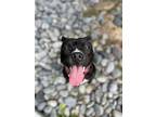Adopt RUCKES a Pit Bull Terrier