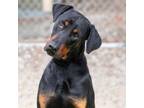 Adopt CISCO a Doberman Pinscher