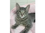Adopt Jerry a American Shorthair, Tabby