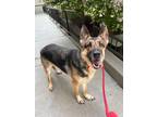 Jenna German Shepherd Dog Adult Female