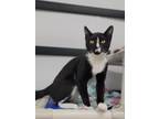Schmidt Domestic Shorthair Kitten Male
