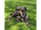 Freddie Poodle (Miniature) Adult Male