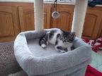 Vienna Domestic Shorthair Kitten Female