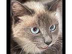 Sophia 4 Siamese Adult Female