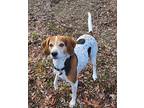 Rascal (6164) Treeing Walker Coonhound Senior Male
