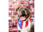 Adopt Snoop Dog a Pit Bull Terrier