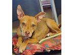 Fawn Australian Kelpie Young Female