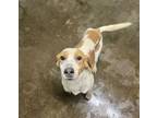 Adopt Hunter a Hound