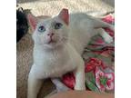 Snow Domestic Shorthair Young Male