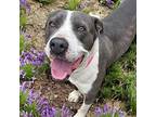 Keke American Pit Bull Terrier Adult Female