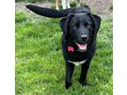 Ringo Labrador Retriever Young Male