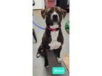 Adopt Bruce-Sponsored a Labrador Retriever, Pit Bull Terrier