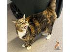 Sassy Domestic Shorthair Senior Female