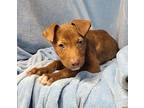 Dixon (6207) Puppy Male