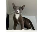 Krispy Kreme Domestic Shorthair Young Female