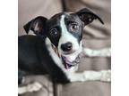 Danny Boy Terrier (Unknown Type, Small) Puppy Male