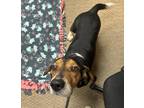 Huckleberry Basset Hound Adult Male