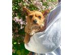 Sir Yorkie, Yorkshire Terrier Adult Male