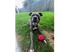 Adopt Rex a Pit Bull Terrier, American Staffordshire Terrier