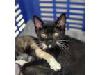 72025A Grump-PetSmart West Ashley Domestic Shorthair Kitten Female