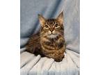 6223 (Macy) Domestic Mediumhair Young Female