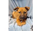 Joplin (6204) Puppy Female