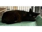 Natsika Domestic Shorthair Young Female