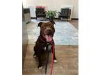 Julieta American Pit Bull Terrier Adult Female