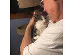 Archie Domestic Shorthair Kitten Male