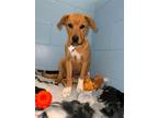 Roxy Boxer Puppy Female
