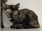 Desert Rose Domestic Shorthair Young Female