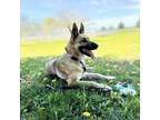 Bella Claire German Shepherd Dog Adult Female