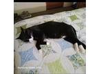 Tiger Domestic Shorthair Kitten Male