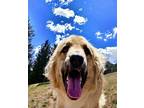 Sesta Golden Retriever Young Female
