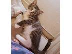 Anastasia Domestic Shorthair Kitten Female