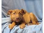 Birdie (6205) Puppy Female