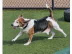 King Beagle Adult Male