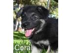 Beach Vacation litter German Shepherd Dog Puppy Female