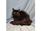 6222 (Gina) Domestic Mediumhair Young Female
