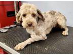 Isabel Havanese Young Female