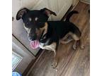 Pluto German Shepherd Dog Young Male
