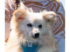 Whimsy Pomeranian Adult Female