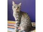 Marble Tabby Adult Female