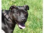 SHELBY American Pit Bull Terrier Adult Female