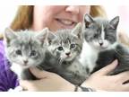 Adopt KITTENS! KITTENS! KITTENS! a Domestic Short Hair