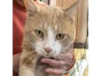 Adopt Twinkie Pie a Domestic Short Hair