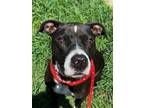 Adopt Turbo a Retriever, Mixed Breed