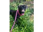 Adopt Fred a Labrador Retriever, Mixed Breed