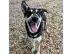 Adopt Deuce a Shepherd