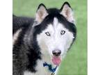 Adopt Jack a Siberian Husky